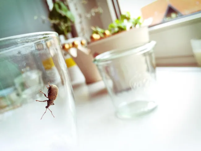 zwalczanie pluskiew Białystok